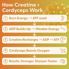 SuperMush Daily Creatine Gummies with Cordyceps - Daily Superfood - Sugar Free Creatine Monohydrate Supplement for Strength, Focus, and Recovery – Vegan Gummy Formula, Mango Flavor, 20-Day Supply