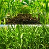 200 pcs "Peaches and Cream" Bi-Color Sweet Corn Seeds, Non