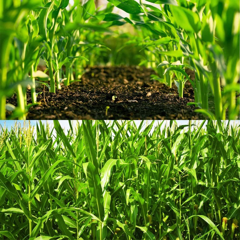 200 pcs "Peaches and Cream" Bi-Color Sweet Corn Seeds, Non