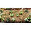 AquagartI Waterfront Mat 3 m Coconut Fabric Coir Mat 1
