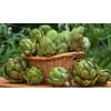 NIKA SEEDS - Seeds Vegetable Green Globe Artichoke - 20