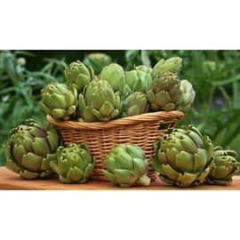 NIKA SEEDS - Seeds Vegetable Green Globe Artichoke - 20 Seeds