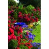 Live Plant from Green Promise Farms Flower Carpet Roses ROSA