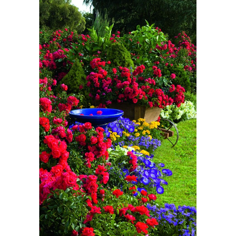 Live Plant from Green Promise Farms Flower Carpet Roses ROSA