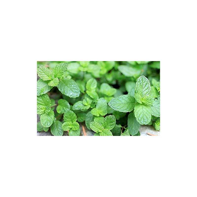 100+ Kentucky Colonel Mint Seeds Heirloom Non-GMO Fragrant Rare! Fragrant,