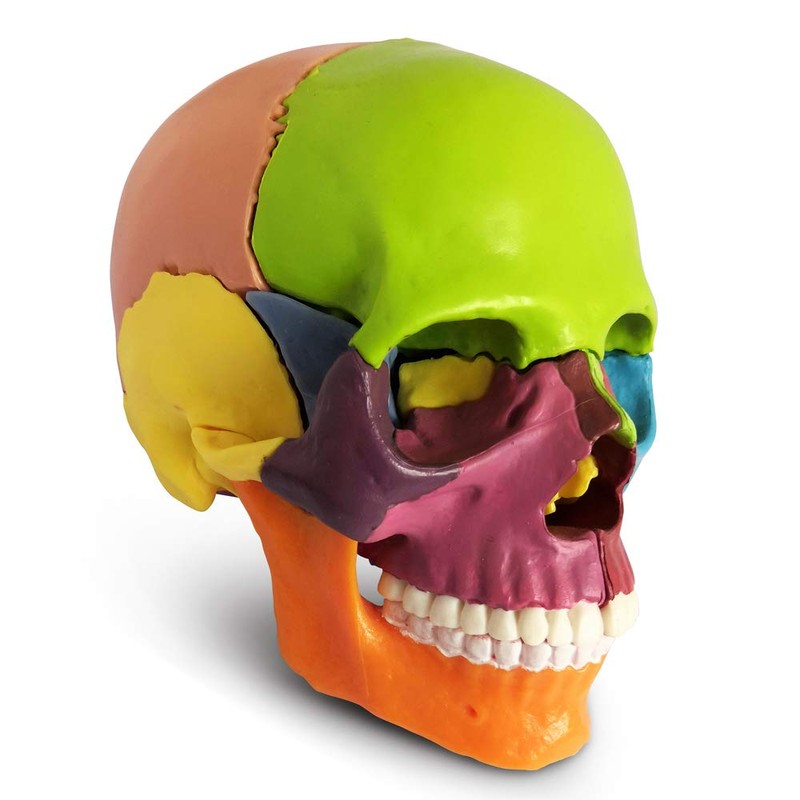New Anatomy Skull Model 15 Parts Human Anatomy Exploded Skull