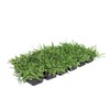Bethel Farms St. Augustine 3in Natural Grass Plugs 36-Pack