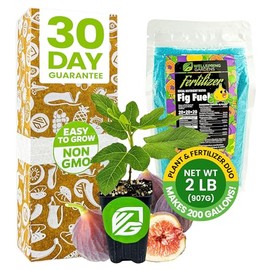 Fig Tree & Fertilizer Bundle - Chicago Hardy Fig Tree Starter Plant & Fig Fuel Fertilizer 2lb by Wellspring Gardens -Purple-Skinned Plant for Garden- Nutrient Blend for Healthy Grow & Fruit Production