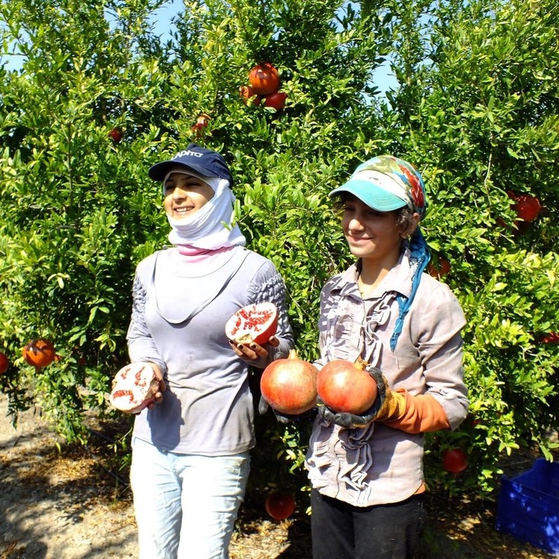 Noda Honey Pomegranate Juice, 100% Bottle, 16.9 fl oz (500