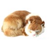 Cat Plush Realistic Lying Cat Cat Figurine Room Decor #5