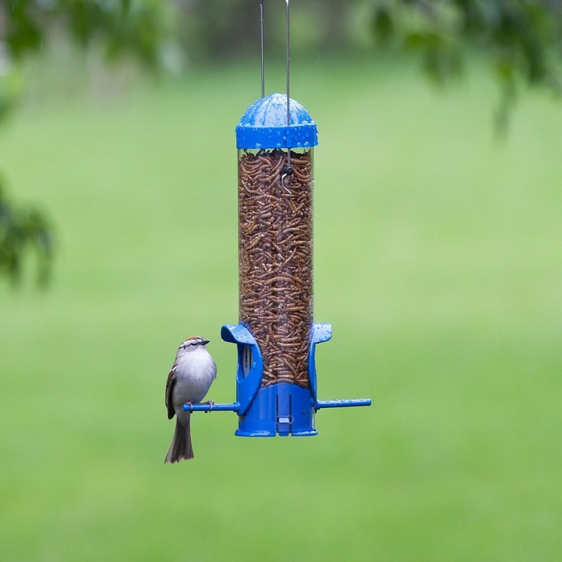 Buffalo Tools DMW5 5Lb Dried Mealworm