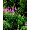 Alaska Fireweed Flower - Chamaenerion angustifolium - 1000+ Seeds -
