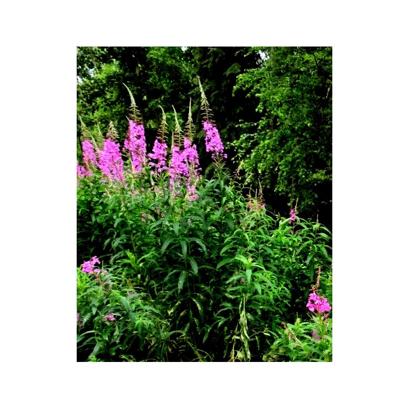 Alaska Fireweed Flower - Chamaenerion angustifolium - 1000+ Seeds -