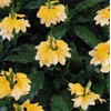 Outsidepride Crossandra Yellow Splash - 30 Seeds
