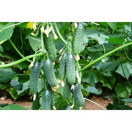 NIKA SEEDS - Seeds Vegetable Cucumber Vine Grape F1 Green - 20 Seeds