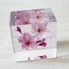 Felinas Cherry Blossom Herbarium "Kanzakura" Celebration Gift Mother's Day Present