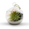WGVI Clear Glass Terrarium Globe for Succulents Air Plants Candle