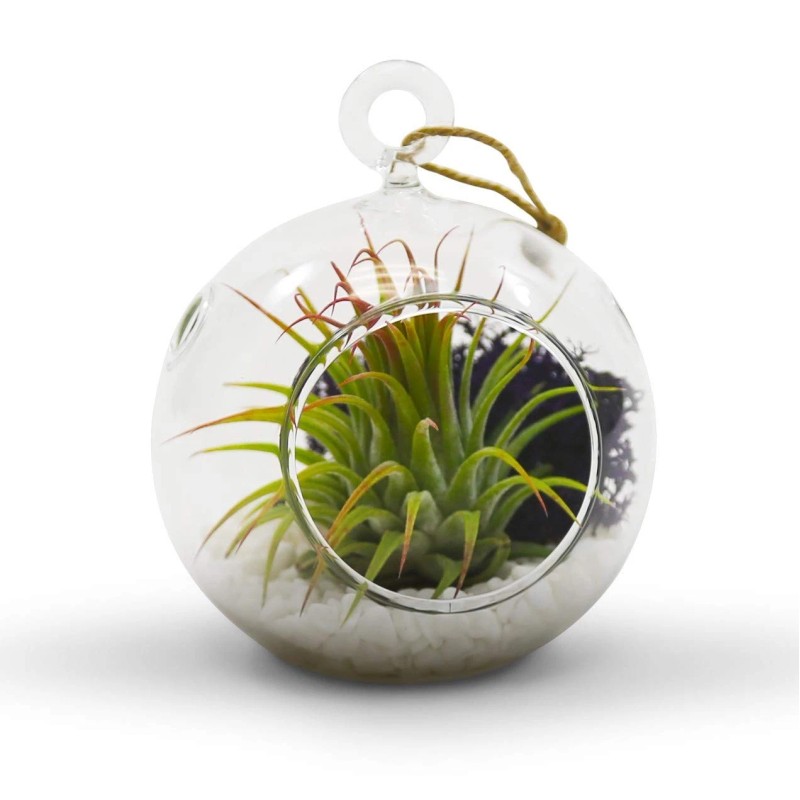 WGVI Clear Glass Terrarium Globe for Succulents Air Plants Candle