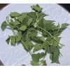 ROMPE SARAGUEY PLANTA HIERBA EWE religion yoruba ifa africana santeria