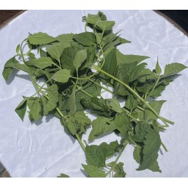 ROMPE SARAGUEY PLANTA HIERBA EWE religion yoruba ifa africana santeria