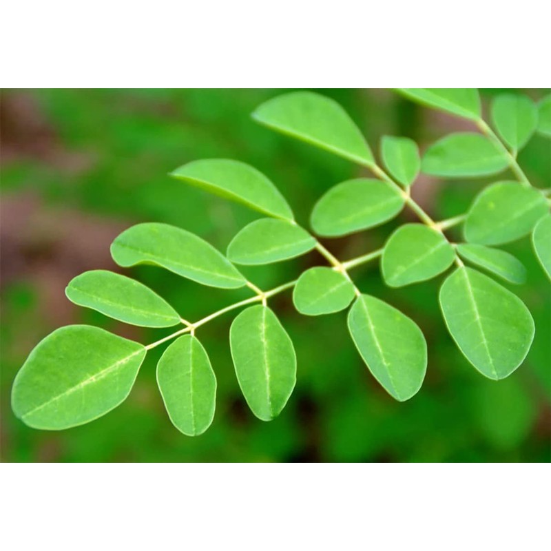 Starwest Botanicals Starwest Botanicals Certified Organic Moringa Oleifera Leaf |