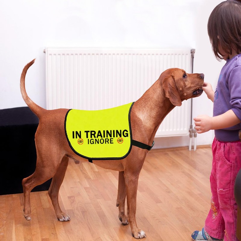 In Training Ignore Dog Jacket Vest Dog In Training Nervous