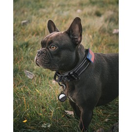 Reflective Dog Collar, AUBEEL Tactical Dog Collar for Medium Large Dogs, Heavy Duty Dog Collars with Handle and Metal Buckle Great for German Shepherd, with Airtag Holder and 2 Patches(Black, L)