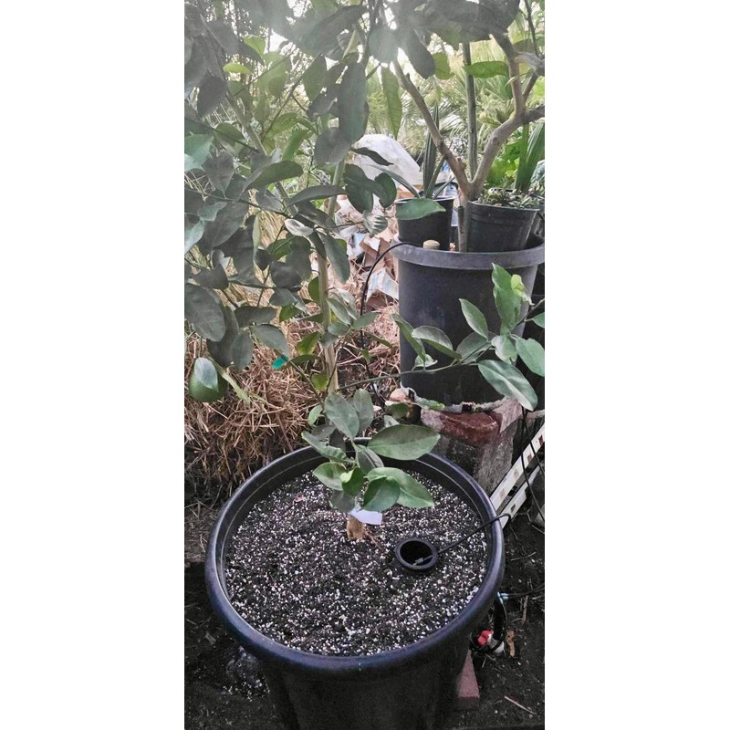 VermisTerra HydroSpiral Pair of Tubes (3" Diameter, 10" Length) Anti