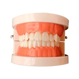 Ciieeo Teeth Model Educational Tool for Preschoolers Interactive Oral Education Demonstration for Teaching Brushing and Flossing Techniques