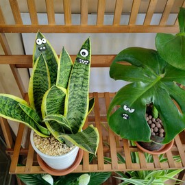 HOMDSG Monster Plant Magnets Eyes for Potted Plants, Funny Plant Safe Magnet Pins Charms, House Plant Accessories, Christmas Decorations Gift for Plant Lovers