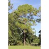 Slash Pine Tree | 10 Live Plants | Pinus Elliottii