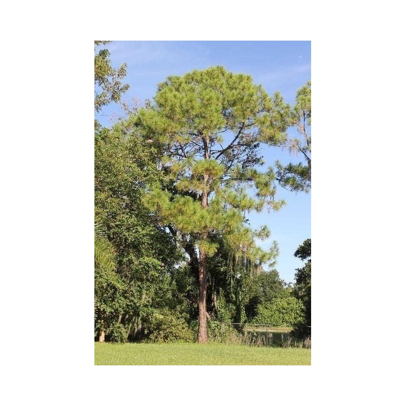 Slash Pine Tree | 10 Live Plants | Pinus Elliottii