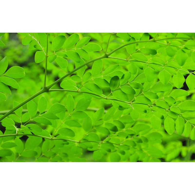 Uses 100% Moringa Leaf from Kumamoto Prefecture. 3.5 oz (100