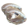 Concha Nacar Ostras Tatai 100% Natural 2 Pzs