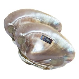 Concha Nacar Ostras Tatai 100% Natural 2 Pzs