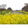 Mustard Indian Mustard Seeds (200) / ORGANIC / CULINARY SEEDS