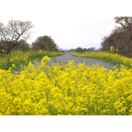Mustard Indian Mustard Seeds (200) / ORGANIC / CULINARY SEEDS