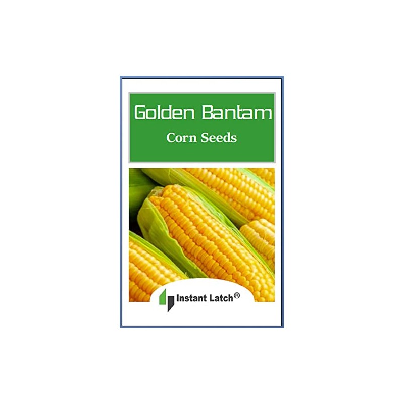 25 Golden Bantam Corn Seeds for Planting Non GMO Heirloom
