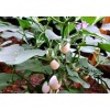 Ornamental Eggplant - 100 Seeds - Edible - Solanum Melongena