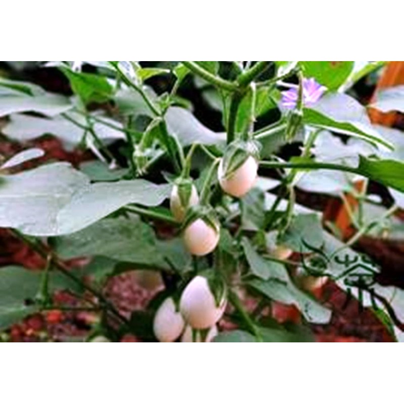 Ornamental Eggplant - 100 Seeds - Edible - Solanum Melongena