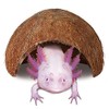 JOR Axolotl Cave, Coconut Shell Hideout and Resting Tunnel, Shelter
