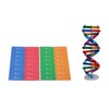 DHinkyoung DNA Model Double Helix Model Component Human Genes DNA