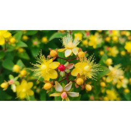 Home-Growth FloralBerry™ Pinot St. John's Wort, Hypericum Inodorum - 100 seeds 2024 - USA