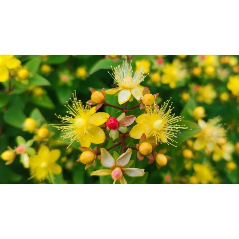 Home-Growth FloralBerry™ Pinot St. John's Wort, Hypericum Inodorum - 100