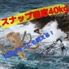 GeneX Octopus Snaps Strength 88.2 lbs (40 kg) Double Specifications