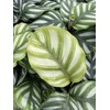 Tezula Plants Florikan 16-5-11 NPK MAX 180 Day Timed Release