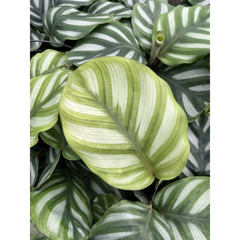 Tezula Plants Florikan 16-5-11 NPK MAX 180 Day Timed Release