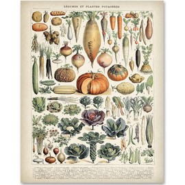 Antique Heirloom Legumes and Root Crops Vegetables 18x24 Unframed Print – Vintage Botanical and Food-Themed Wall Art, Garden Vegetable Artwork, Heritage Vegetable Guide, Kitchen & Farmhouse Décor