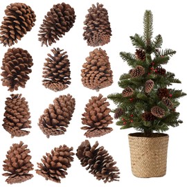 12 PCS Natural Pine Cones, Unscented Brown Pinecones Decor, Assorted Shapes and Sizes, Rustic Pine Cones Ornaments for Christmas Tree, Wreath, Dining Table Decor, DIY Festival Crafts (6-7 Inches)