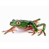 Calvendo Phyllomedusa Giant Makiffrog Bi-Colour